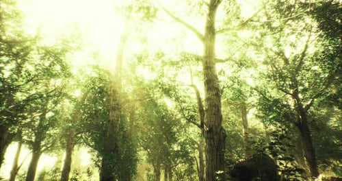 Sunlight Filtering Through Dense Trees in a Peaceful Forest Setting