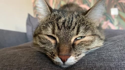 Closeup Face of Fluffy Cat Blinking During Sleep Lying on Comfy Sofa in Cozy Living Room Daytime