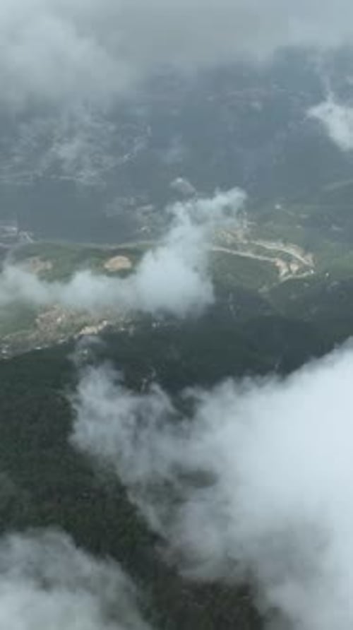 Vertical Video Misty Forest Flight Between Trees in the Foggy Forest