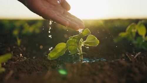 Farming and Ecological Area Closeup View of Ecologist Hand Watering Seedlings Environmental