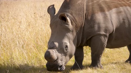 ein weißes Nashorn steht still in den hohen Gräsern der Savanne Südafrikas. Nahaufnahme