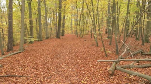 Beech forest floor covered in vibrant autumn leaves under tall trees in a peaceful setting