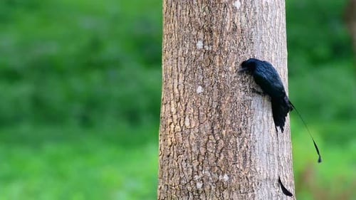 El Drongo mayor de cola de raqueta es conocido por su cola que parece una raqueta; es muy inteligente