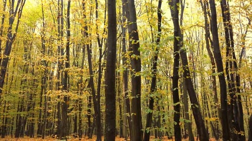 Autumn Forest Deciduous Trees in a Mixed Forest Hornbeam and Beech Yellow Leaf on a Tree Nature