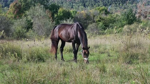 A Dark Brown Horse Walking Through Tall Grass in a Lush Green Field with Its Tail Swishing in the