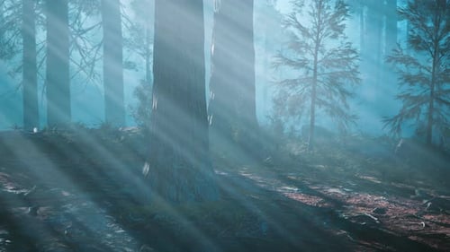 A Forest Filled with Lots of Tall Trees Dark Forest