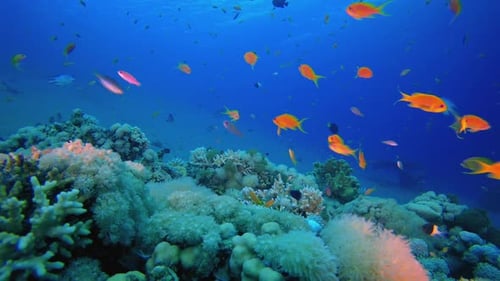 Underwater Coral Reef with Many Tropical Fish Swimming