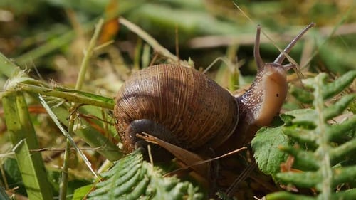 Winzige Schnecke, die auf einer wilden Wiese auf grünem Gras klettert, geschossen