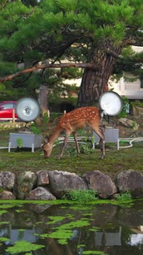 Sikahirsch weidet am Teich unter knorrigen Kiefern in Nara, Japan