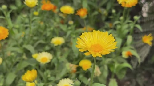 Calendula Officinalis Flower