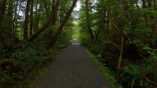 Scenic Hiking Trail in the Rainforest with Vibrant Green Trees