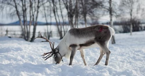 Reindeer Grazing in Snowy Winter Landscape