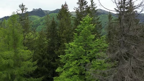 À propos de Green Trees 4k