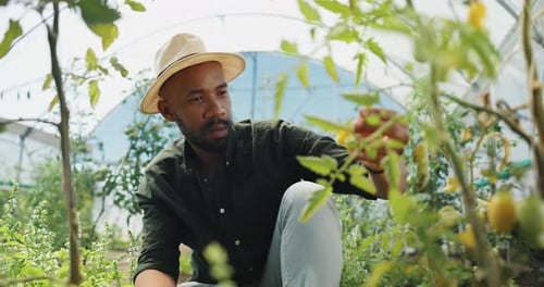 Adult tending tomato plants inside greenhouse