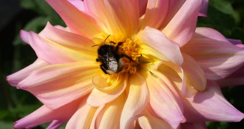 Bumblebee on a large yellow-pink dahlia flower in the autumn garden