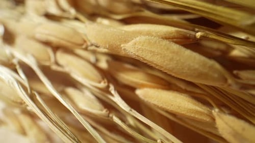 Ears of rice in stunning macro shot. 4K.