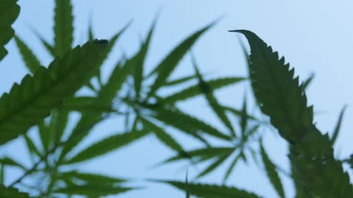 POV von Cannabis/Marihuana/Unkrautblatt mit Wind, der tagsüber weht. Video in 4K aufgenommen. Pflanzliche Alternativen