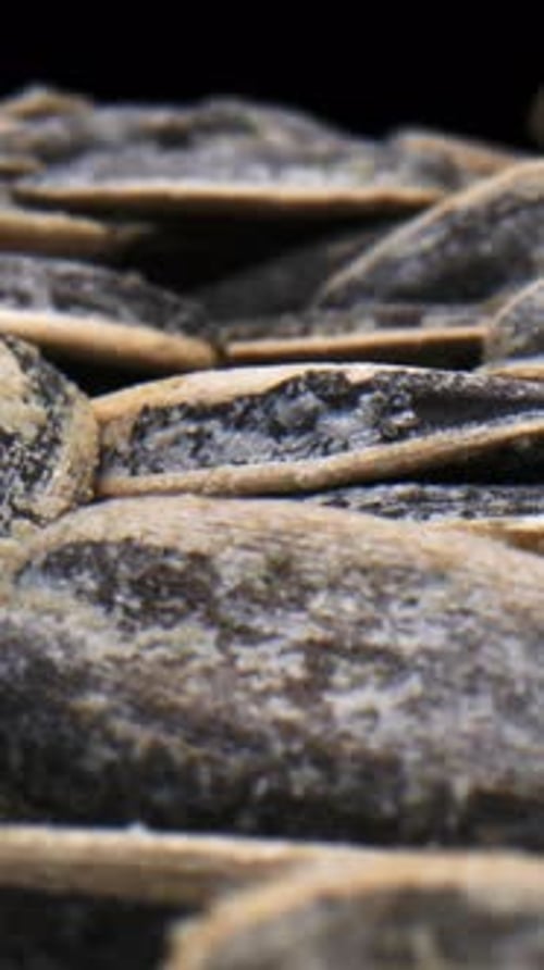 Macro Shot of a Pile of Sunflower Seeds