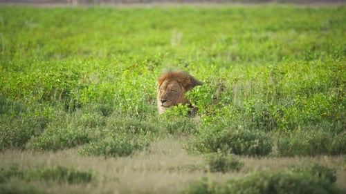 Powerful Male Lion with Majestic Mane Sitting in Tall Green Grass of African Savanna and Looking
