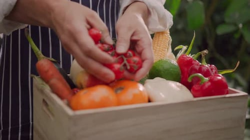 Agricultural Farm Worker Wearing Apron and Working in Greenhouse Farmer Collects Fresh and Ripe