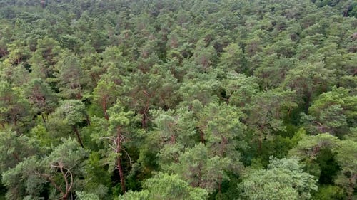 Luftbild von schönen Baumwipfeln in einem grünen Wald im Sommer