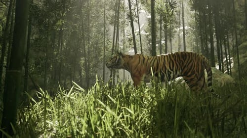 Majestic Tiger Stands in Sunlit Bamboo Forest Animation