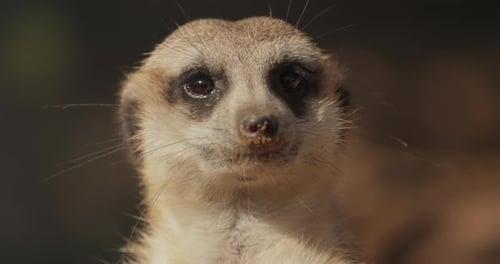 Erdmännchen (Suricata suricatta) oder Suricate sind kleine Mungos, die im südlichen Afrika vorkommen.
