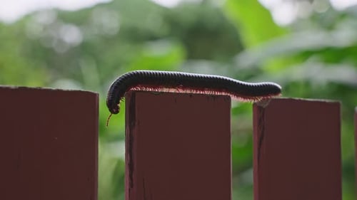 Un milpiés se arrastra sobre un primer plano de una valla de madera