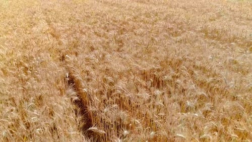 Wheat (4K)