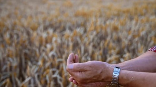 Adult male hands with grain of wheat. Man tries to separate chaff from corn. Close up.