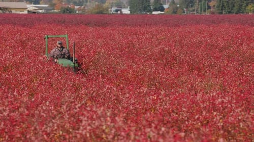 Fall Tractor Harvest in Blueberry Field