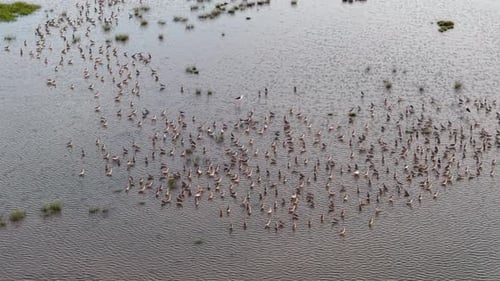 Aerial view of sandpipers flock wading in tidal marsh