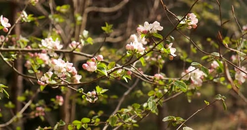 Close-up of pink flower on tree branch