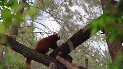 Red Panda Climbing Up a Tree
