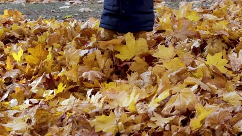 Child Standing in Autumn Leaves in Daytime