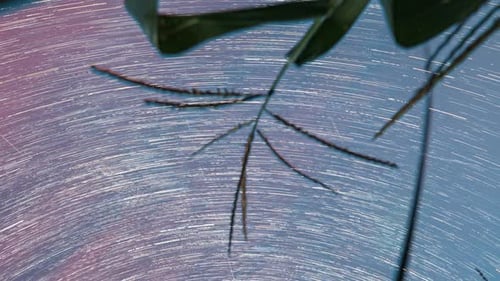 Rotating Star Trails with Silhouetted Plants