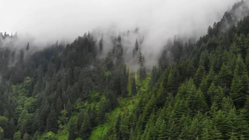 Foggy mountain forest in Himalaya