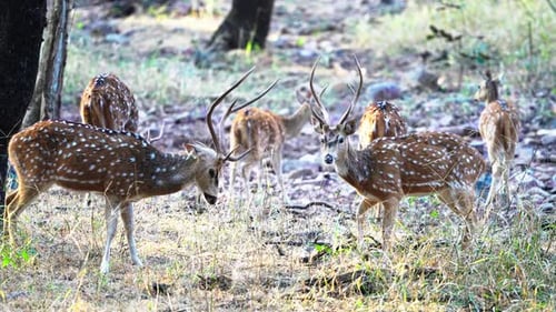 Spotted Deer Herd Grazing In Indian Wildlife Sanctuary Forest