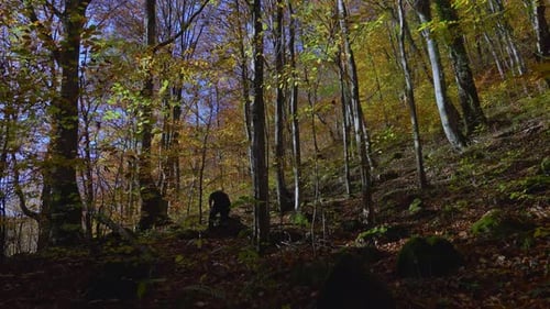 Active man hiking through the forest path covered with colorful fallen leaves