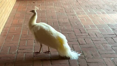 Pavo real albino de plumas blancas en la UWA, Universidad de Australia Occidental, Perth