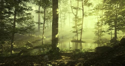 Sunlight Filters Through Trees By Serene Pond in Tranquil Forest