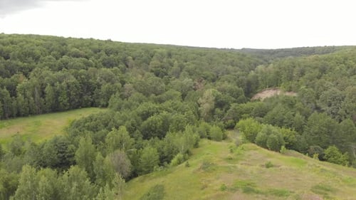 Summer Forest