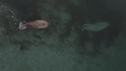 Walrus swim in the Arctic coastline, Top down aerial view