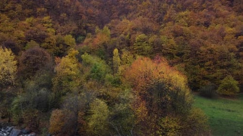 Autumn forest trees yellow and red foliage, woodland aerial view in fall season, natural colorful pa