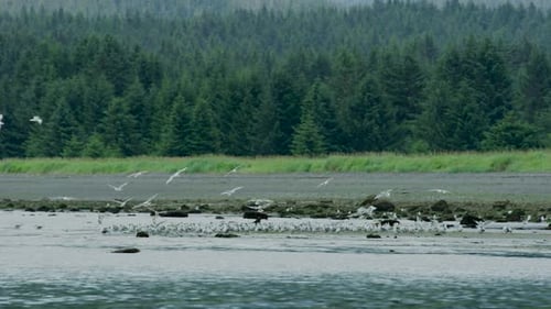 A flock of white gulls flew to the wetland by the river to rest and feed.