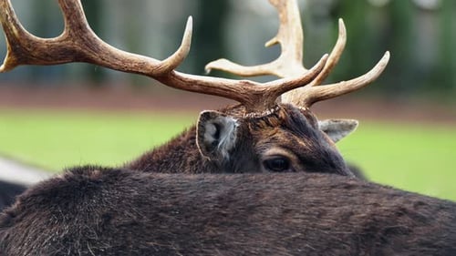 Red deer (Cervus elaphus) stag head close-up chewing and licking body fur in a field - slow motion