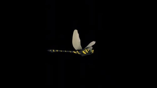 Animated Flying Dragonfly Insect on Alpha Channel