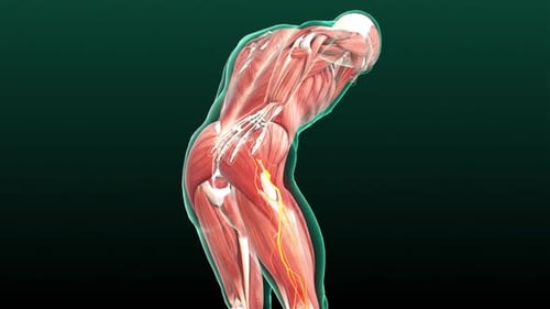 3D Animated Sciatic Nerve and Muscle Pain Anatomy