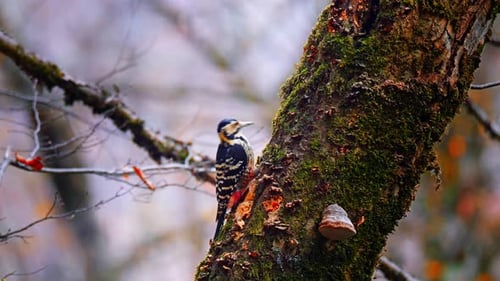 Woodpecker - 2K