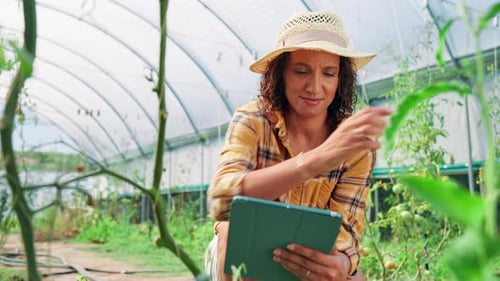 Woman Examining Tomato Plants in Greenhouse with Tablet